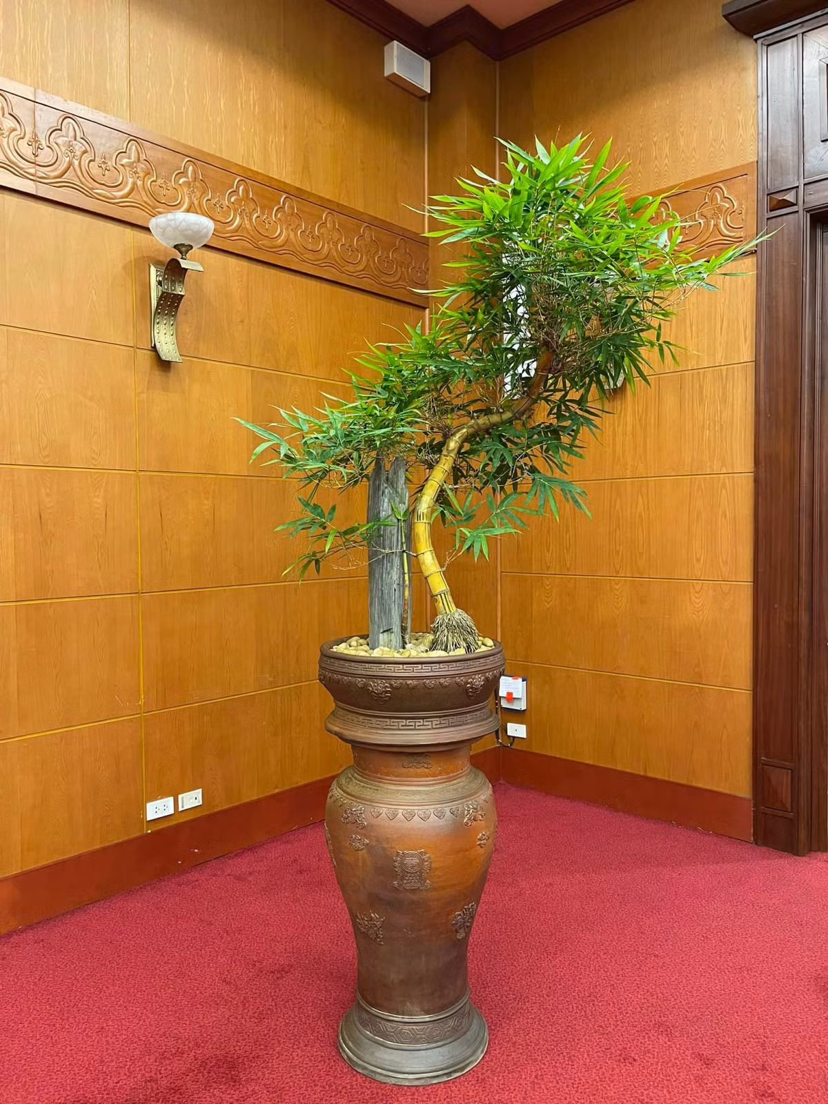 Mỗi gốc tre bonsai trong vườn của anh Luân dao động từ 500.000 đồng đến 40-50 triệu/cây. Ảnh: FBNV