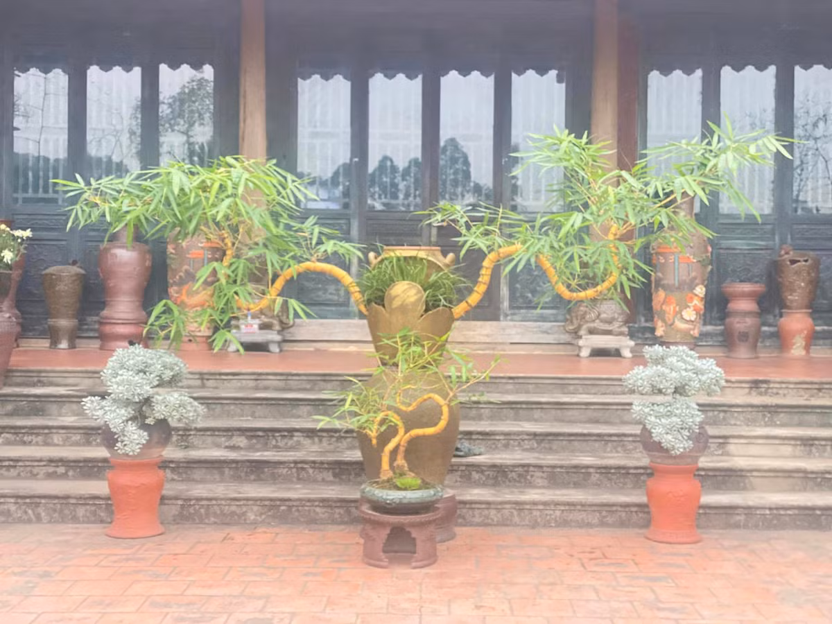 Từ khi tác phẩm tre bonsai “Lưỡng Long chầu nhật” xuất hiện trên truyền hình, trong buổi tiệc trà cấp Nhà nước, khách từ khắp nơi tìm đến chiêm ngưỡng và xin chụp hình lưu niệm. Đáng chú ý, nhiều người sẵn sàng chi tiền "khủng" để sở hữu nhưng chủ nhân không bán. Ảnh: FBNV