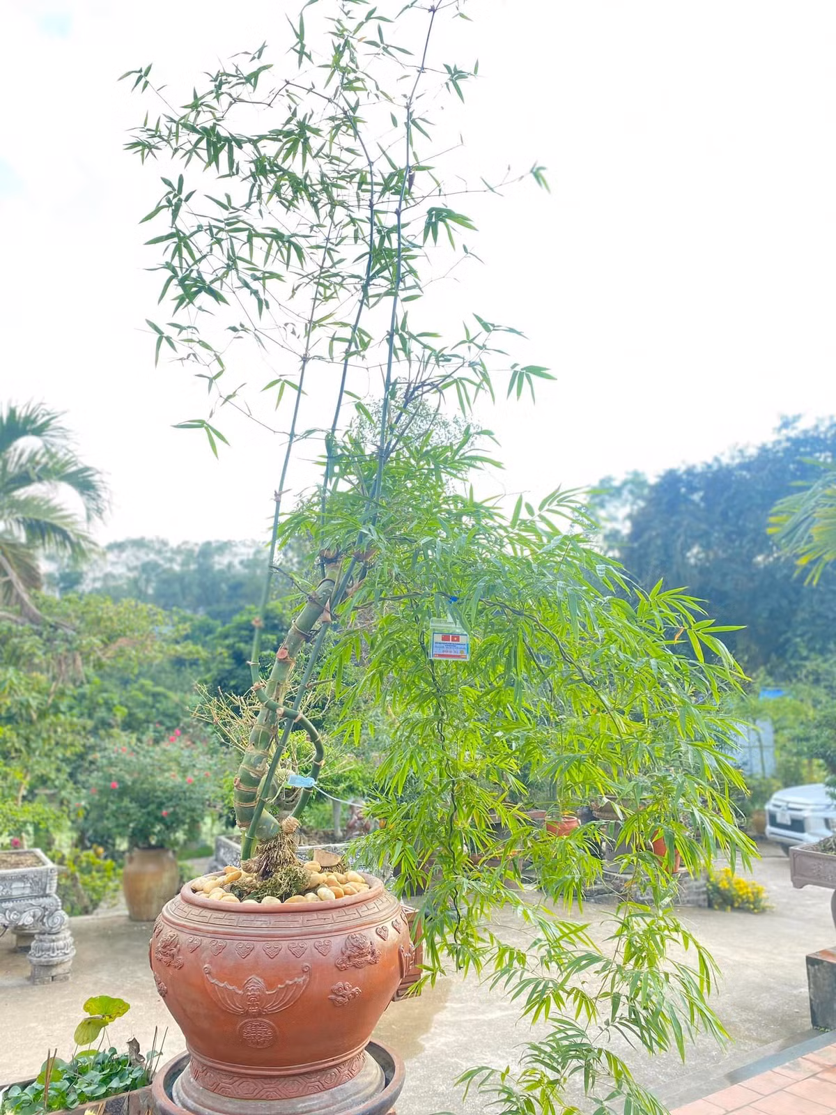Các thế kỳ hoa, dị thảo của tre đều do tạo hóa tự nhiên, anh Luân dựa theo đó để tạo tán. Vì thế, chơi tre phải tư duy nhiều hơn các cây cảnh khác. Ảnh: FBNV