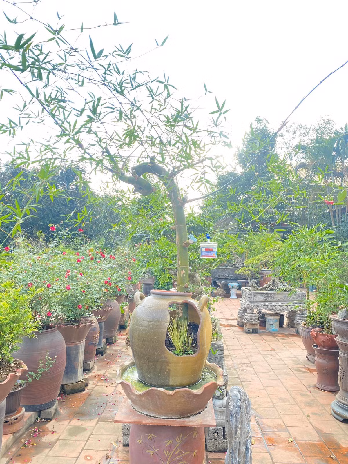 Với anh Luân, một cây tre bonsai đẹp phải có củ to, thân kỳ, lá nhỏ, dăm dày và có gai. Thân tre có đốt ngắn, đốt dài, co duỗi linh hoạt. Ảnh: FBNV