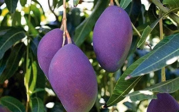 Do phù hợp với điều kiện khí hậu, xoài tím ít sâu bệnh và cho năng suất cao. Theo đó, nhiều gia đình lựa chọn trồng xoài tím làm kinh tế.