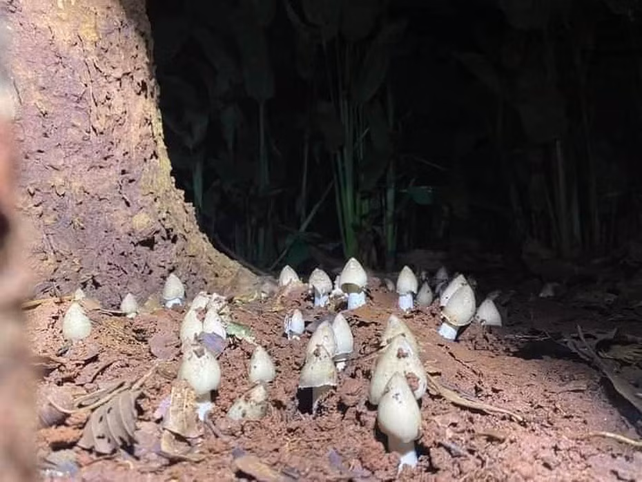 Nấm mối có thể chế biến thành nhiều món ăn ngon như nấu cháo, bánh canh, đổ chả trứng, nấm hấp, xôi nấm,... Ảnh: Người đưa tin
