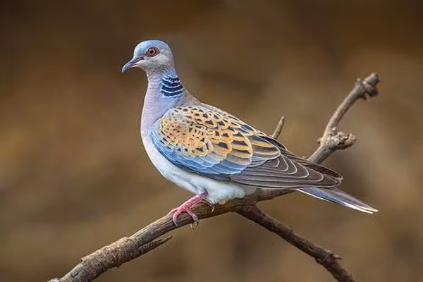 Cu gáy là một loài chim thuộc họ bồ câu, loài này rất quen thuộc với nông dân Việt Nam. Khắp các vùng đồng bằng đều có thể dễ dàng bắt gặp chim cu gáy với cái đầu tròn và nhỏ, thân hình trái xoài. Đặc biệt tiếng hót với 4 màu giọng khác nhau nên rất được những nghê nhận nuôi chim yêu thích và lựa chọn.