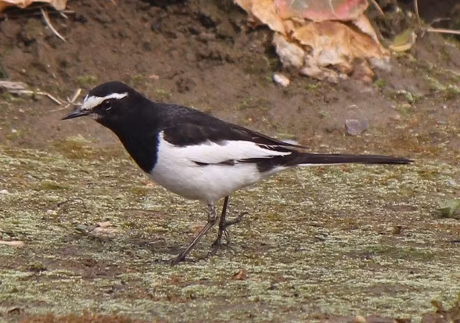 Chìa vôi (Motacilla alba) loài chim cảnh này không quá rực rỡ nhưng lại sở hữu vẻ đẹp giản dị, chúng có tiếng hót trong trẻo, hay hót vào sáng sớm. Dù chim hót hay bẩm sinh, nhưng để lên được nốt cao, đạt độ trong hoàn mỹ thì cần trải qua huấn luyện. Các nhà nuôi chim cảnh thường thuần hóa và dạy chim chìa vôi hót từ nhỏ.