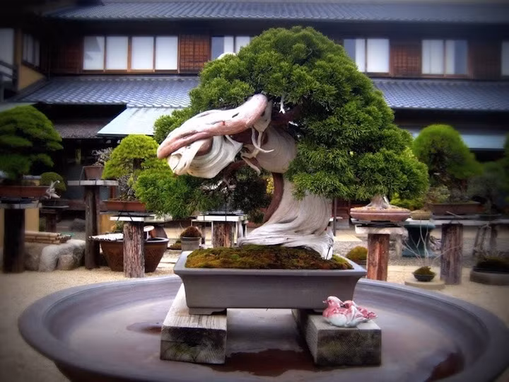 Cây bách xù ước tính khoảng 800 năm tuổi tại Bảo tàng Bonsai Shunkaen, Nhật Bản, có giá trị ít nhất 400.000 USD.