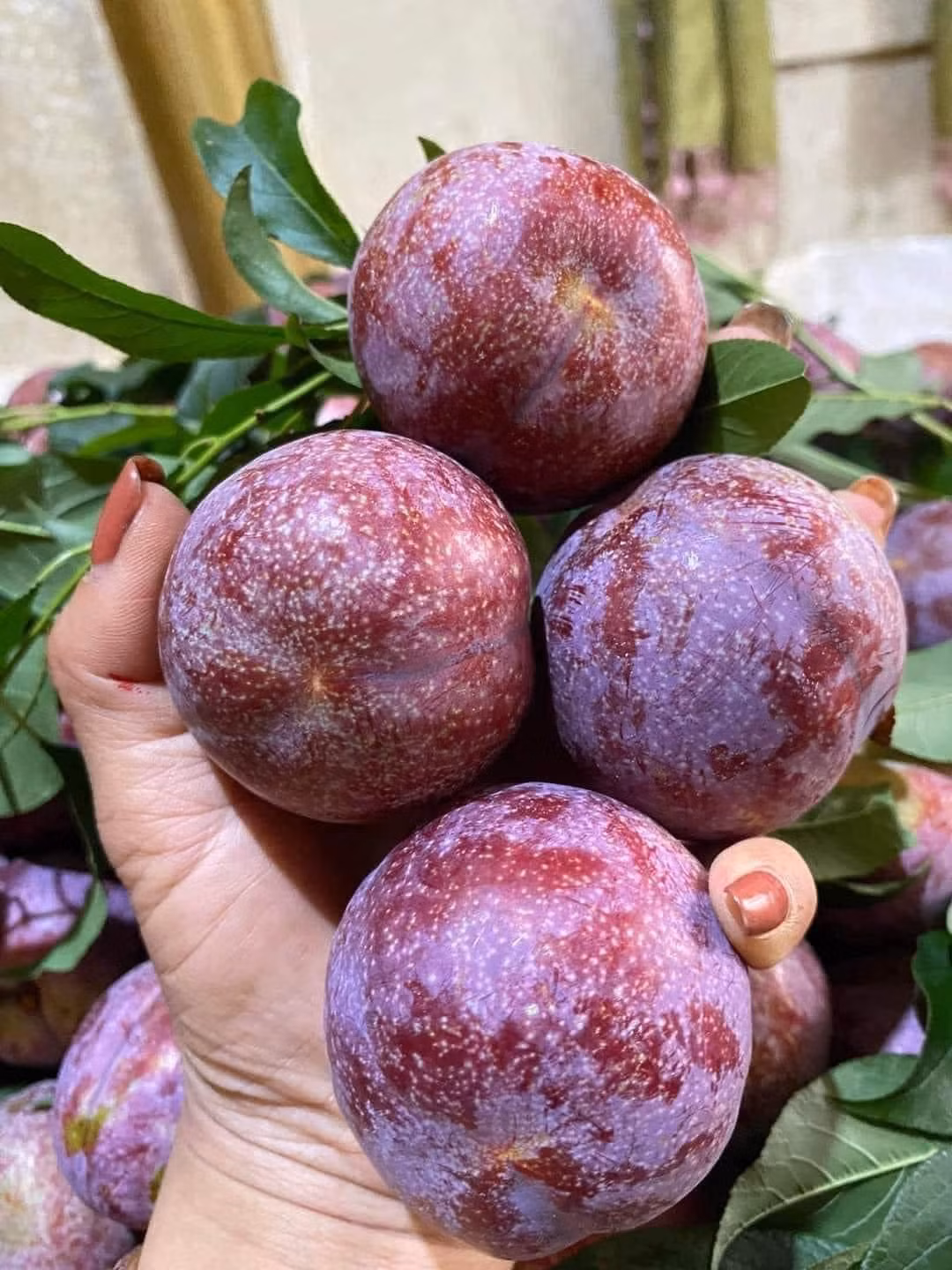 Theo khảo sát, mận hậu được rao bán từ 120.000 - 250.000 đồng/kg, tùy loại. Thậm chí, mận hậu loại ngon giá tới 300.000 dồng/kg.