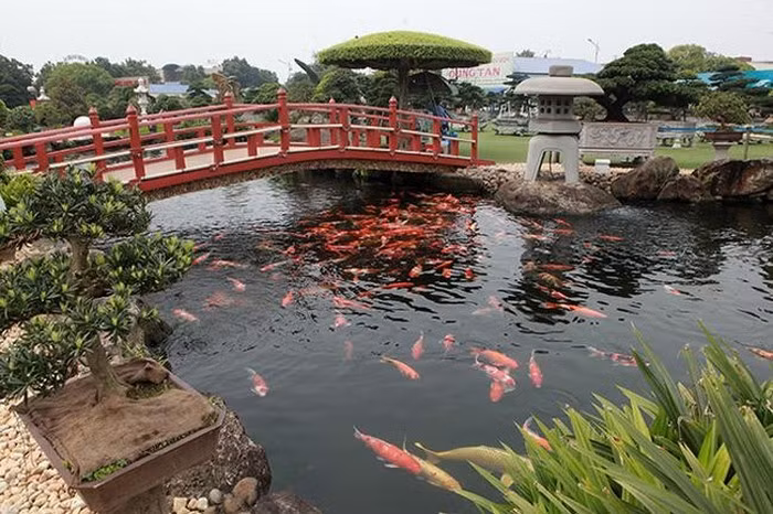 Hồ cá mang phong cách Nhật Bản được xây dựng trên diện tích 3.000m2. Xung quanh hồ cá được kè bằng 100 tấn đá bán quý nhập từ Nghệ An. Ảnh: Vietnamnet