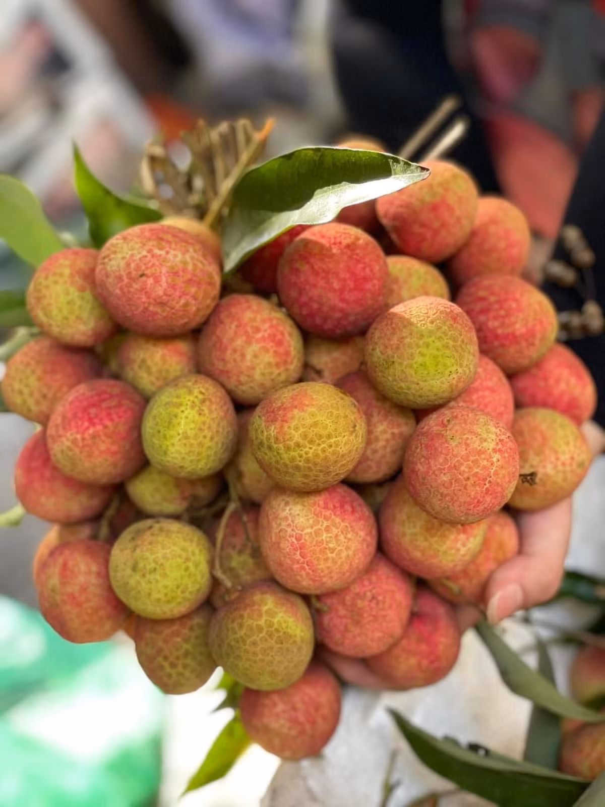 Vải chín sớm còn gọi vải u hồng, thu hoạch từ tháng 4 đến tháng 6 hàng năm. Vải u hồng có vị ngọt thanh pha chút chua chứ không ngọt đậm như vải thiều. Ảnh: Facebook