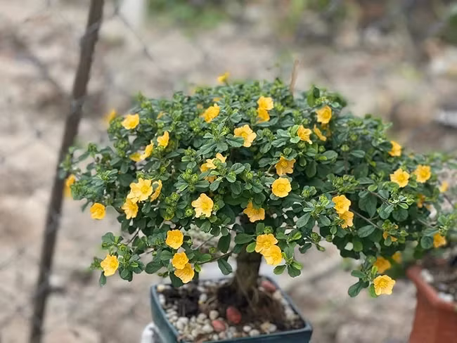 Một cây bonsai ké giá trị cao phải nhiều hoa và to, dáng lả lướt, gọn gàng và gốc già. Ảnh: Dân Việt