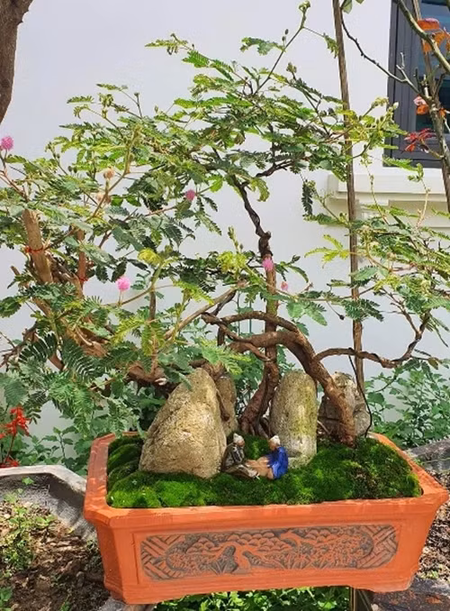 Đáng chú ý, cây được tạo dáng, thế độc lạ, hiếm, cho hoa khỏe, đều, đẹp có giá tới 20-30 triệu đồng/cây. Ảnh: Người lao động
