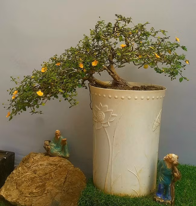 Cây hoa ké thường mọc dại bên đường, quanh bãi cỏ nay được đưa lên chậu thành bonsai độc đáo. Ảnh: Dân Việt