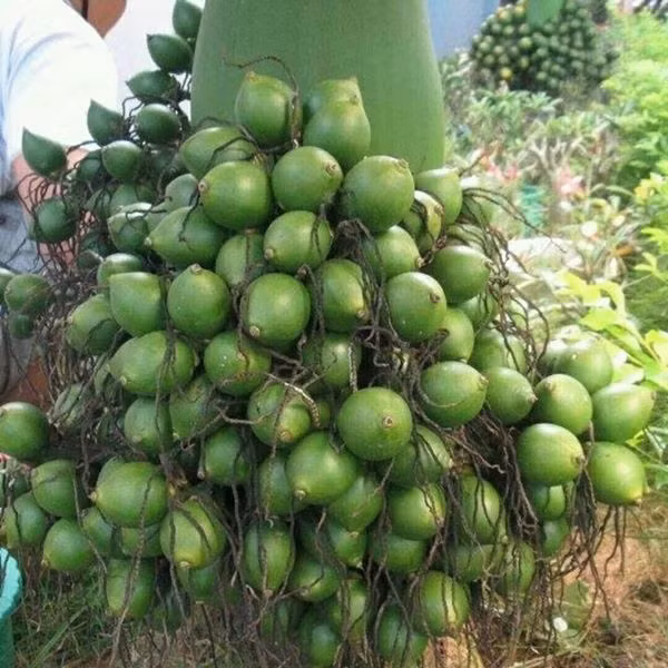 Quả cau ở Việt có giá theo mùa nhưng không quá đắt. Có thời điểm cau vào mùa, giá rẻ như cho, chỉ khoảng 4 – 5.000 đồng/kg. Ảnh: Medigoapp