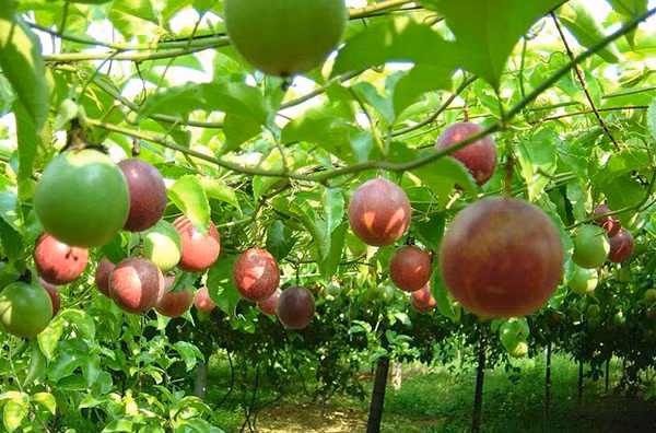 Chanh leo là loại quả bình dân trồng phổ biến khắp Việt Nam. Trước kia, chanh leo còn mọc dại ven đường, hàng rào, vườn nhà... Ảnh: Chính phủ