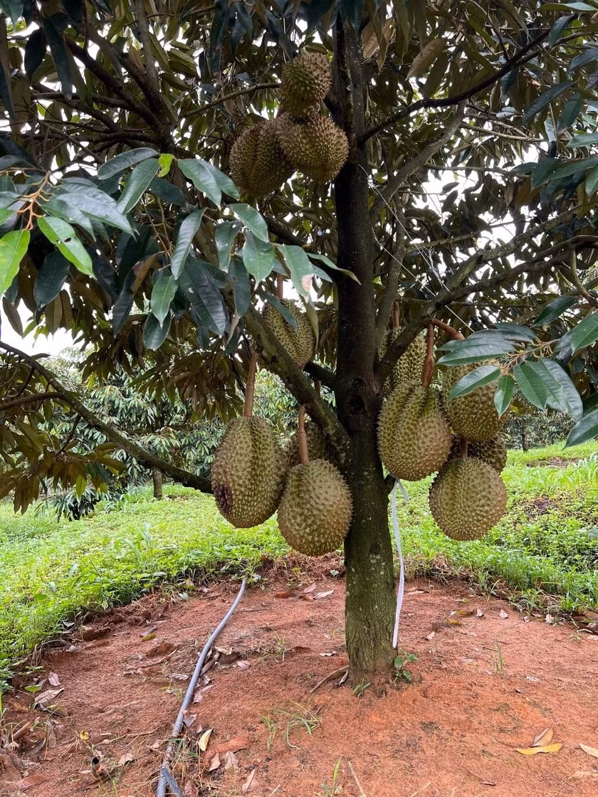 Trong đó, 200-300 ha sầu riêng bên Lào sẽ chính thức thu hoạch trái bói (vụ đầu tiên) vào tháng 10-11. Ảnh: Baogialai
