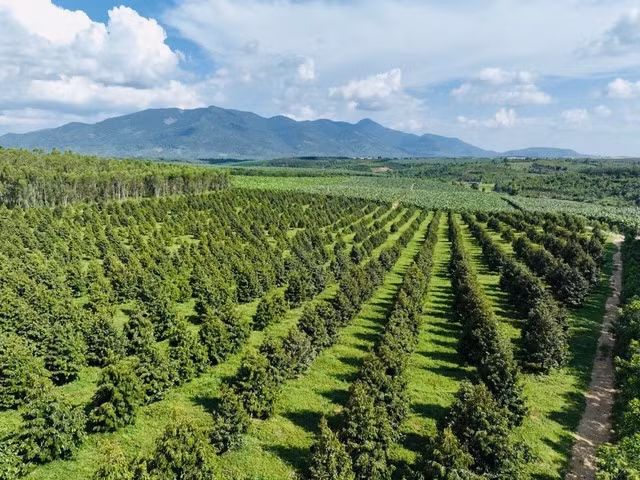 Đó là nông trại Bolaven nằm tại tỉnh Pakson, dự kiến sẽ cho thu hoạch vào tháng 10-11, chủ yếu là các giống sầu riêng Monthong và Musang King. Ảnh: HAGL