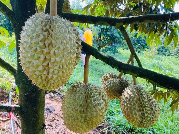 Với gần 300 ha sắp thu hoạch trong năm nay, ông Đoàn Nguyên Đức dự tính công ty sẽ thu về khoảng 2.000 tấn sầu riêng, tương đương 200 tỷ đồng doanh thu (tính theo mức giá hiện tại). Đến năm 2025-2026, con số này có thể lên tới cả nghìn tỷ đồng. Ảnh: Dân Việt