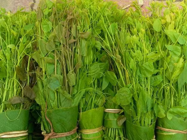 Rau bò khai có 2 loại là bò khai trắng và bò khai đỏ. Phổ biến nhất là bò khai trắng, còn loại bò khai đỏ hiếm hơn nhưng ngon và có mùi vị đậm hơn. Ảnh: Internet