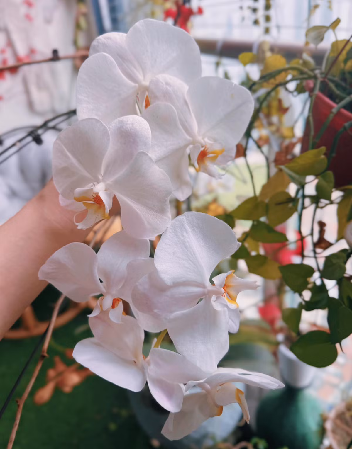 Phương Oanh cho biết, cây hoa nửa năm không có người chăm sóc vẫn sống tốt và nở đẹp.