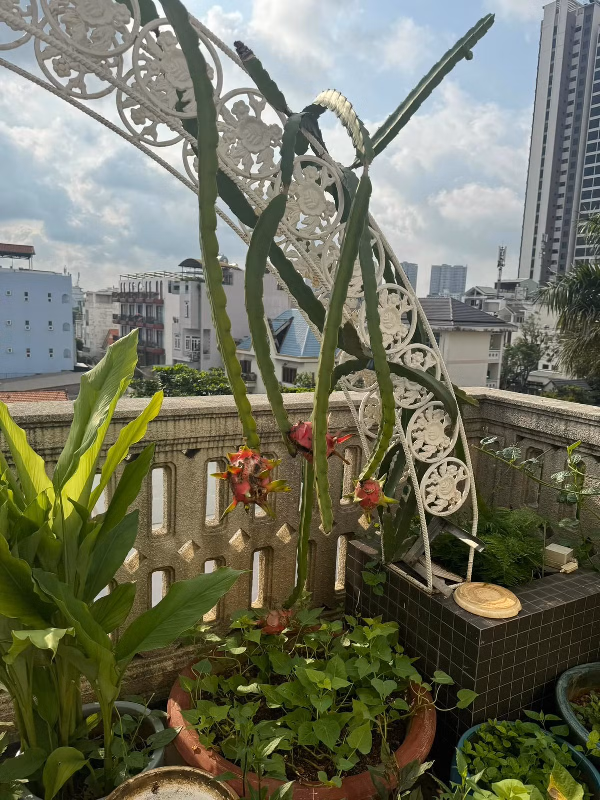 Hoa hậu Đền Hùng tự nhận mình là "người nông dân thành phố". Ảnh: FB Giang My Nguyen