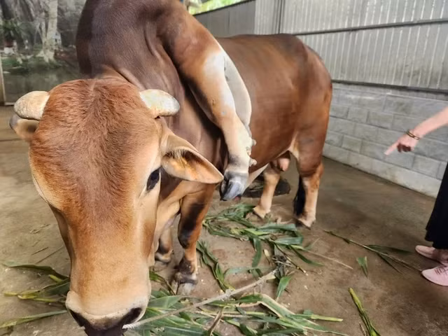 Con bò 6 chân, 2 đuôi "độc lạ" nuôi được 6 năm phát triển bình thường và béo tốt. Ảnh: Suckhoedoisong