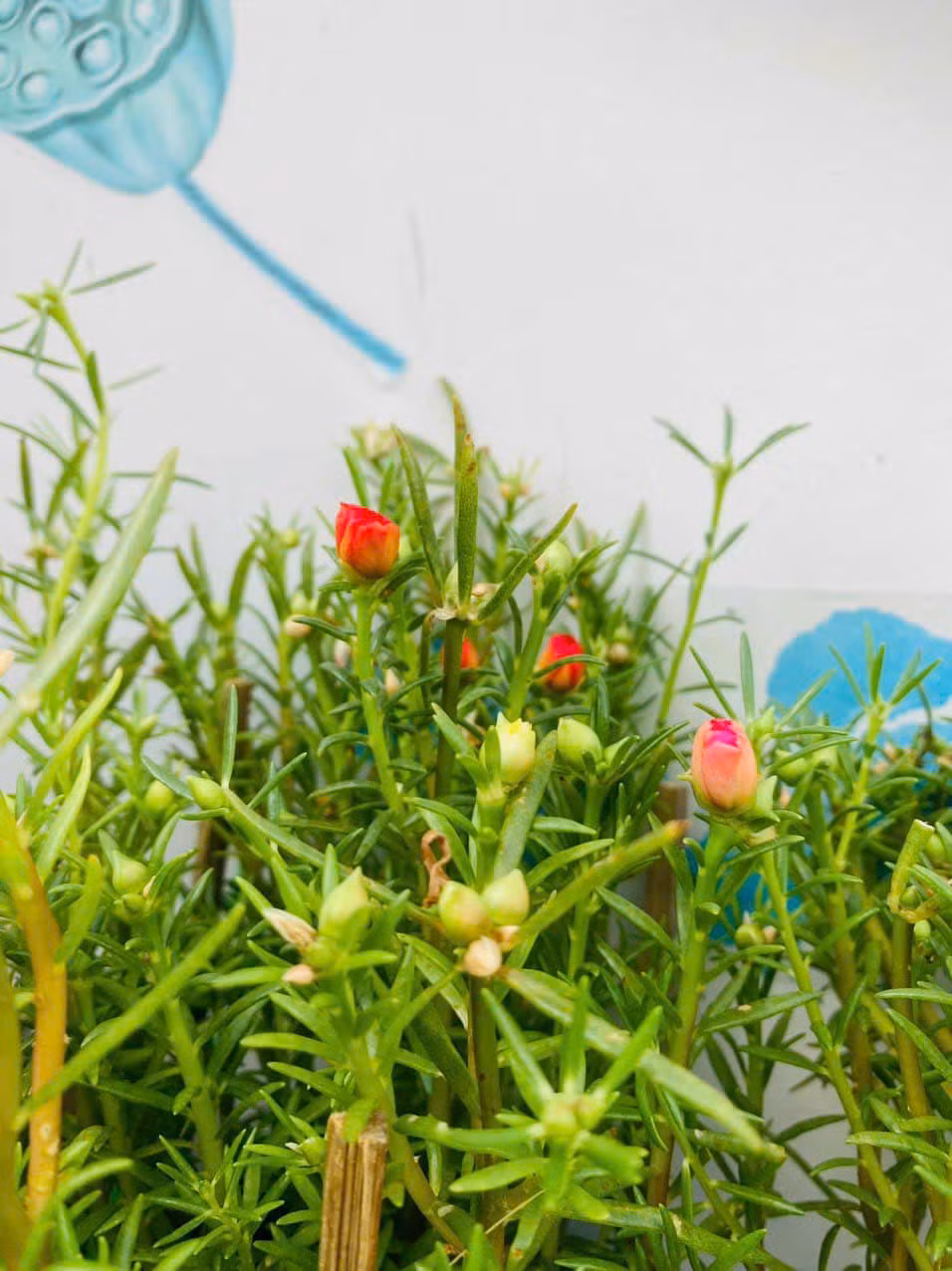 Hoa mười giờ đơn giản và mộc mạc.