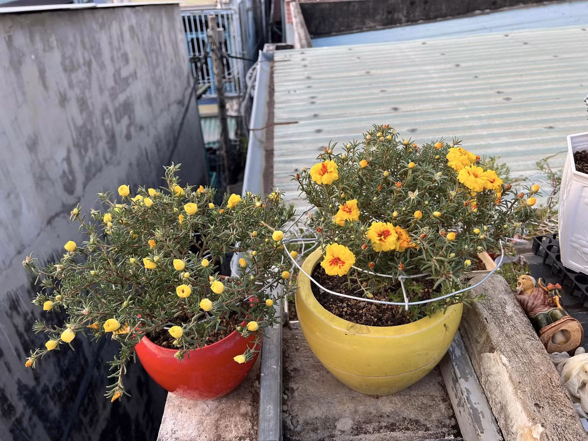 Những chậu hoa mười giờ gốc “cổ thụ" ngày càng được khách hàng ưa chuộng. Ảnh: Người đưa tin