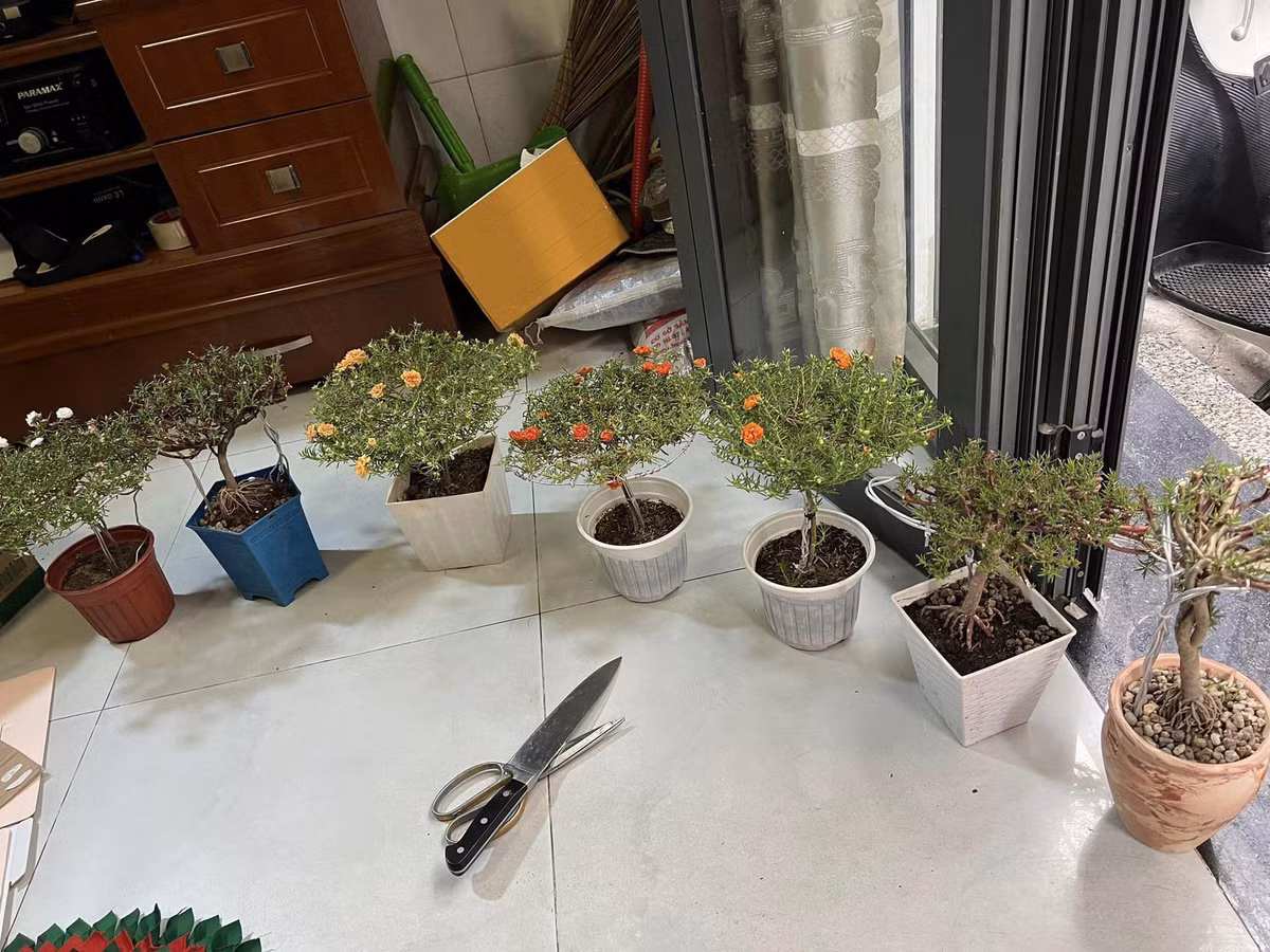 Hoa mười giờ nhập từ Trung Quốc có cách chăm sóc tương tự hoa mười giờ trong nước, chúng cũng cần nhiều nắng và nở hoa quanh năm. Ảnh: Người đưa tin