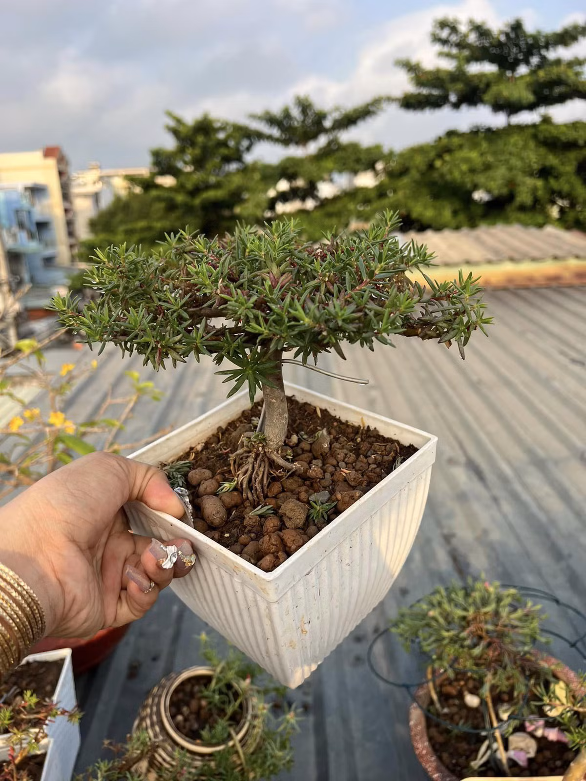 Giống hoa mười giờ này chỉ cần chăm sóc 2 - 3 năm là cho gốc to, đẹp. Cây có thể sống đến 6 - 7 năm. Ảnh: Người đưa tin