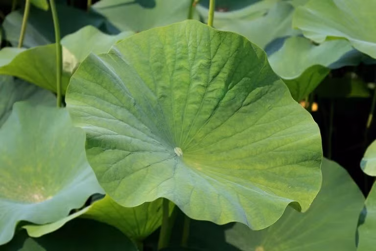 Ở Việt Nam, người trồng chỉ thu hoạch hoa, củ và hạt sen để bán. Số ít lá sen được tận dụng để gói xôi, cốm, nếu không sẽ bị vứt đi. Ảnh: Ecolotus