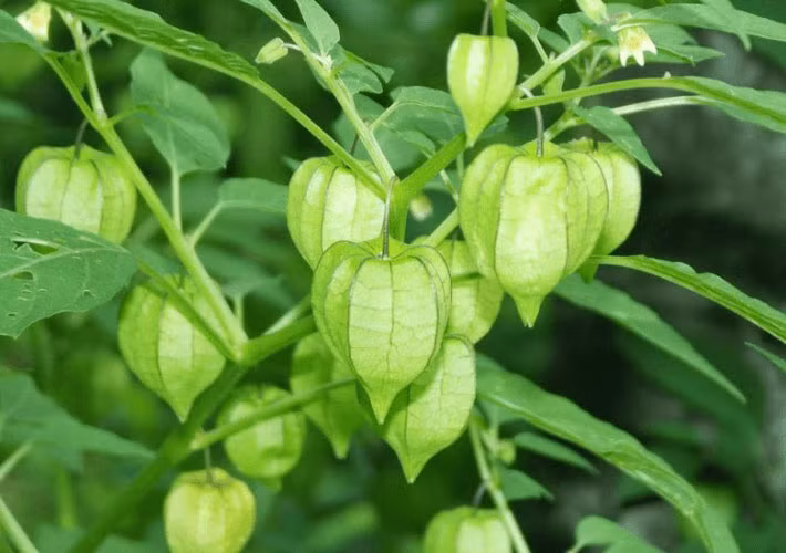 Tầm bóp là rau mọc dại ven đường hay những bãi đất trống. Ở mỗi vùng miền, tầm bóp lại có tên gọi khác nhau như thù lù, lồng đèn... Ảnh: Internet