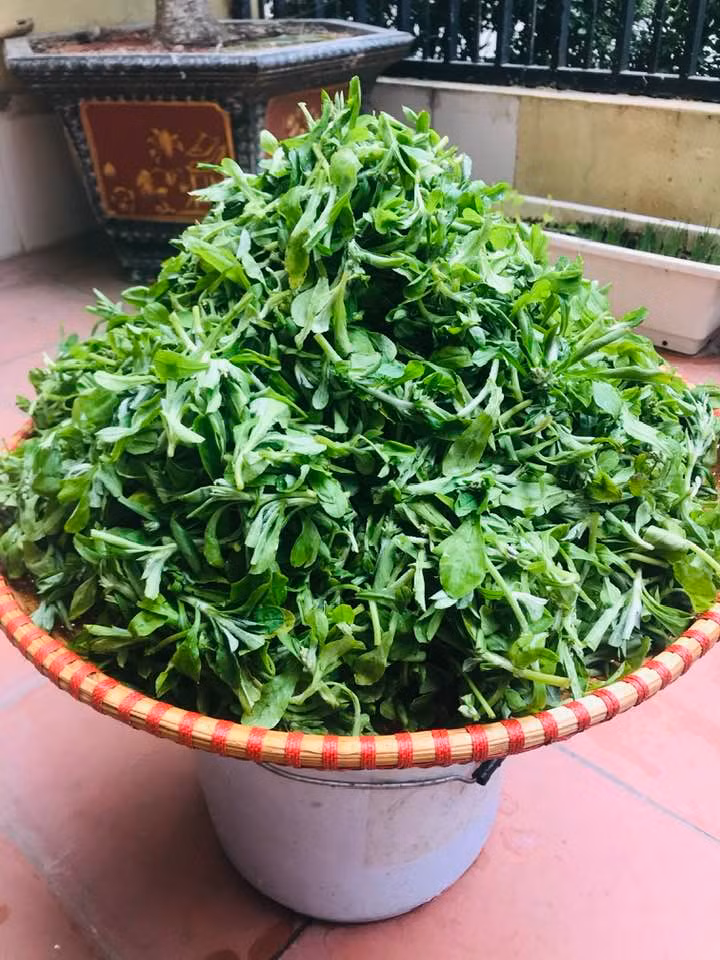Trên các sàn thương mại điện tử, rau khúc được bán ở dạng trữ đông, đóng gói hút chân không, 100gr lá khúc giá từ 45.000 - 50.000 đồng, tương đương 500.000 đồng/kg. Ảnh: Facebook