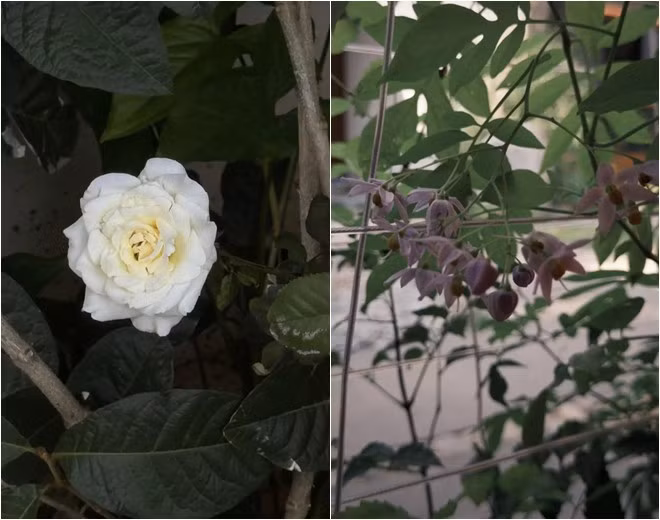 "Vợ quốc dân" yêu thích cây cối và cảm thấy thư thái khi sống trong không gian ngập tràn cây xanh.