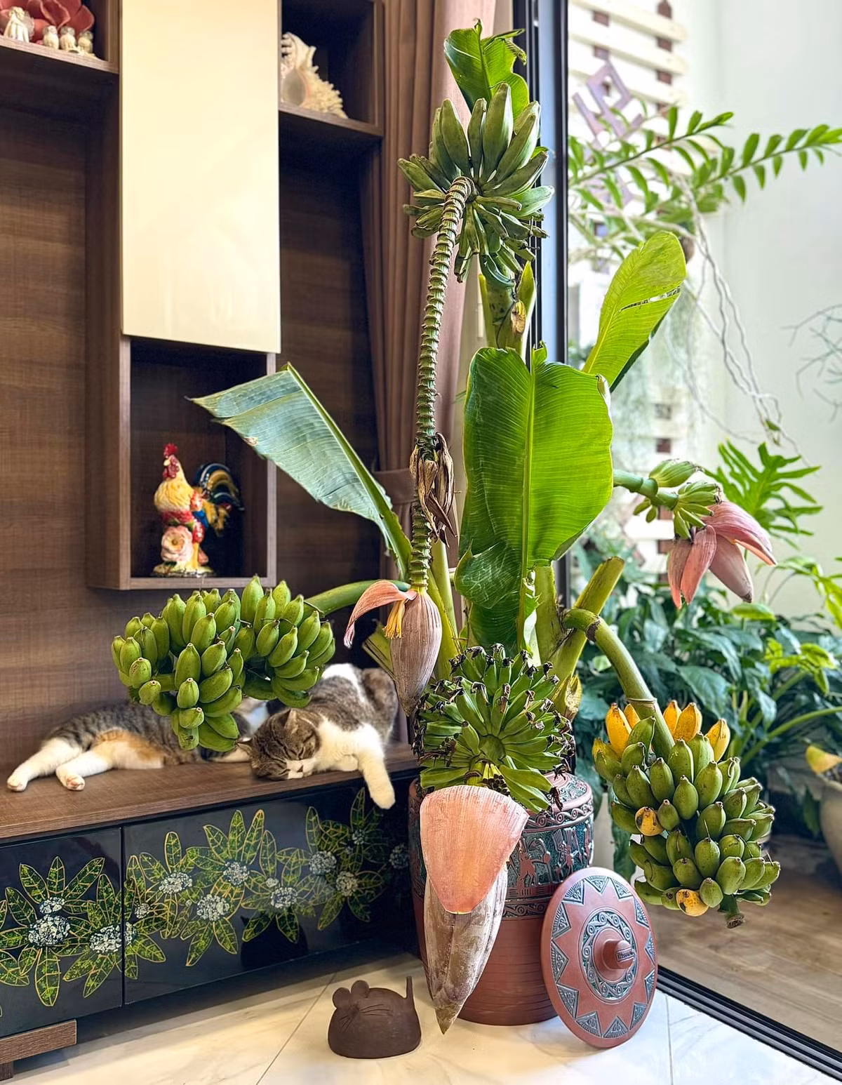 Gần đây, nhiều chị em còn săn lùng chuối buồng về cắm bình, vừa độc lạ, vừa có thể ăn khi chín. Ảnh: FB Nguyễn Bích Thảo