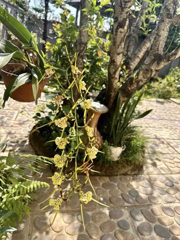 Góc nào cũng ngập tràn sắc hoa.