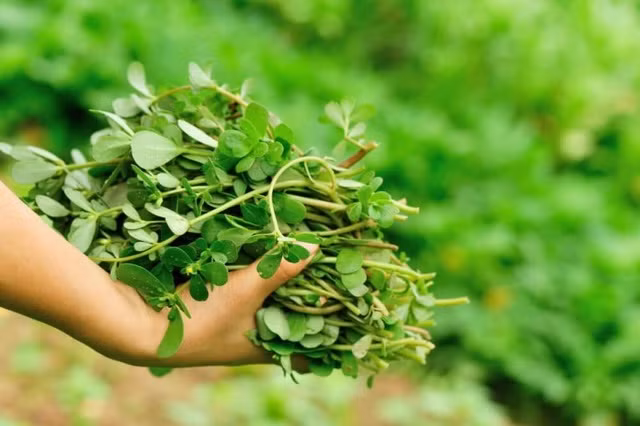 Còn tại Nhật Bản, rau sam cũng được người dân lùng mua ăn dù giá bán hàng trăm nghìn đồng/kg và phải đặt trước mới có hàng. Ảnh: Dân Việt
