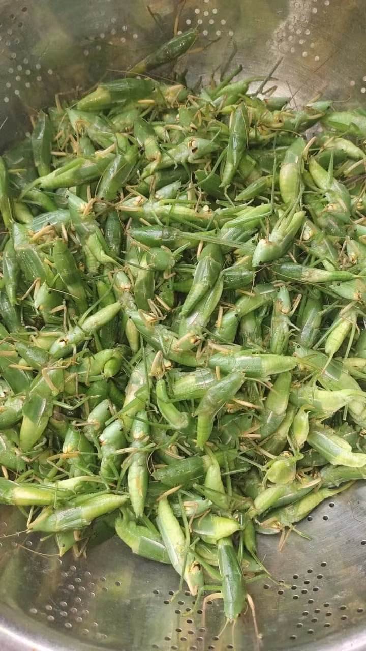 Chuyên bán các đặc sản vùng quê, chị Thảo (Hà Đông, Hà Nội) cho biết, ban đầu lấy được ít muồm muỗm chị đăng thử trên chợ mạng, không ngờ thu hút hàng trăm lượt bình luận và đặt hàng.