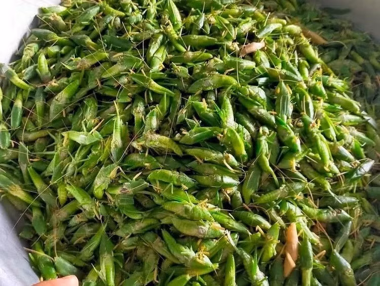 Mỗi người đi vợt nhiều lắm cũng chỉ được vài lạng nên phải gom từ nhiều người, trong nhiều ngày mới có.