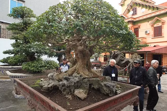 Trong vườn còn có cây bằng lăng hình nấm tuổi đời gần 300 năm, hội đủ 3 tiêu chuẩn chung là cổ - kỳ - mỹ. Ảnh: Dân Việt