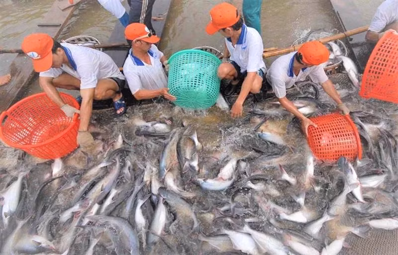 Cá tra chủ yếu sống trong vùng nước ngọt, đặc biệt là khu vực sông Mê Kông. Loài cá này có khả năng thích nghi và sinh sống trong môi trường nước lợ. Do thích nghi tốt, cá tra được nuôi nhiều ở khu vực đồng bằng sông Cửu Long. Ảnh: Dangcongsan