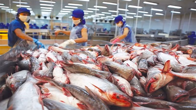 Thức ăn của cá tra bao gồm các loài động vật nhỏ, côn trùng, rong tảo và thức ăn viên. Ảnh: Vietnamnet