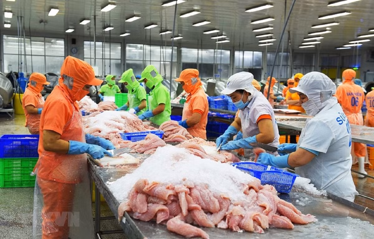 Cá tra Việt Nam hiện được xuất khẩu sang gần 140 quốc gia trên thế giới. Ảnh: Tapchicongthuong