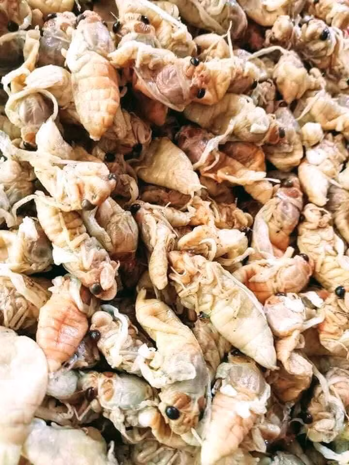 Ve sầu non ăn sẽ ngon và ngậy, người làm đã sơ chế và đóng gói hút chân không, cấp đông. Khách mua về chỉ cần rửa sạch và chế biến.