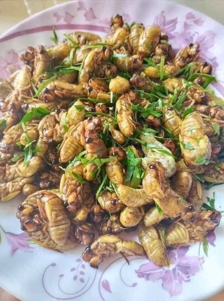 Tuy nhiên, các chuyên gia cũng cảnh báo, người bị dị ứng với côn trùng, phụ nữ mang thai, trẻ nhỏ và người có nguy cơ mắc bệnh gút không được ăn ve sầu.