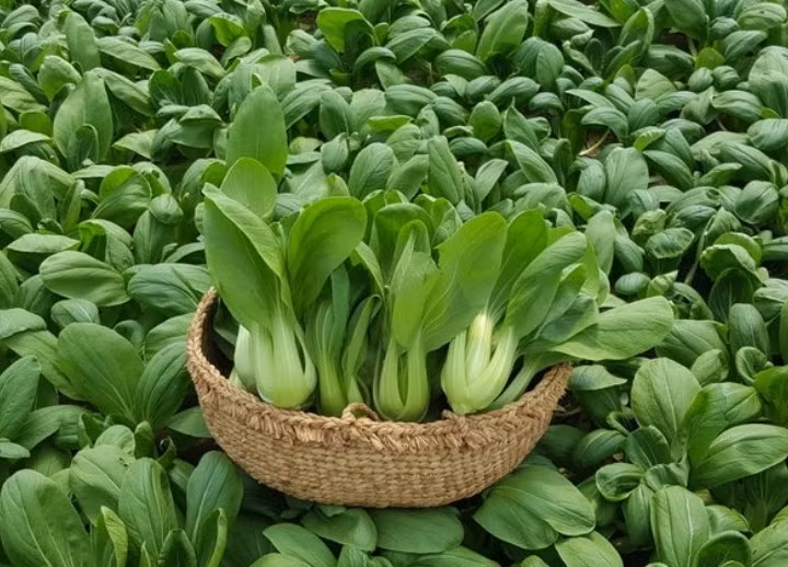Cải chíp có chu kỳ sinh trưởng không dài, chỉ khoảng 40 ngày. Vì vậy, có thể gieo vào đầu tháng 9 và thu hoạch vào đầu tháng 10. Ảnh: Báo dân tộc và phát triển