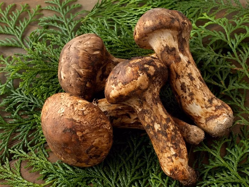 Đặc biệt, nấm Matsutake không thể trồng trong vườn hay trang trại và phải tự tay thu hoạch trong rừng. Ảnh: Nassit