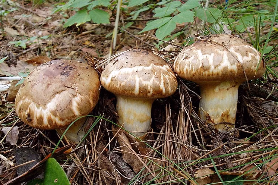  Hương vị của nấm Matsutake đặc trưng quyến rũ với gỗ thông, thoảng hương lá và đất ẩm cùng với vị thanh ngọt tự nhiên và cảm giác đầy đặn. Ảnh: Getty