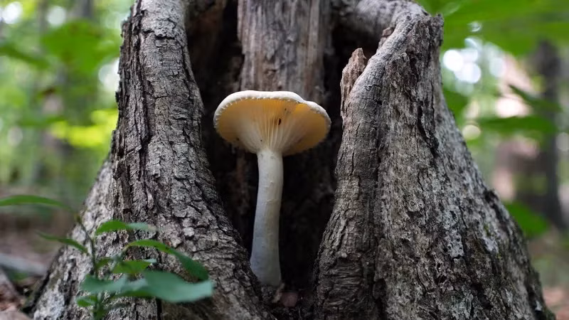 Nấm Matsutake thường được tìm thấy ở những cánh rừng tùng quanh năm có mây mù, tuyết, độ ẩm cao, cách mặt nước biển từ 2.500 m. Ảnh: Getty