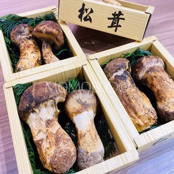 Một hộp nhỏ khoảng 8 cây nấm thường được bán với giá tầm 500 USD. Ảnh: MomoBud