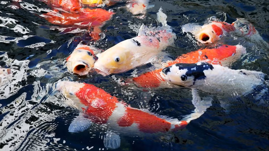 Cá Koi Nhật Bản cũng là một trong những loại cá cảnh đắt đỏ được giới nhà giàu ưa chuộng. Ảnh: Getty