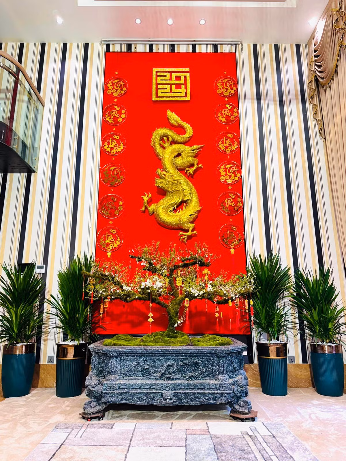 Cây mai được hai người bạn của Mr Đàm đưa về từ Tây Bắc.